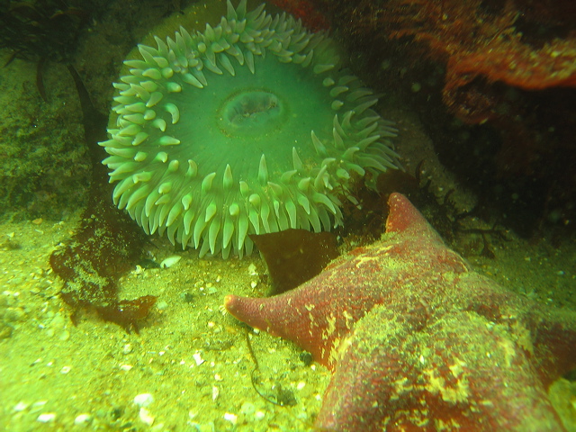 Green Anemone