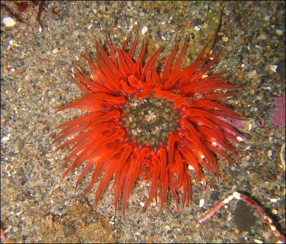 anthopleura artemisia