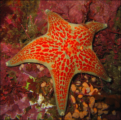 Leather Sea Star