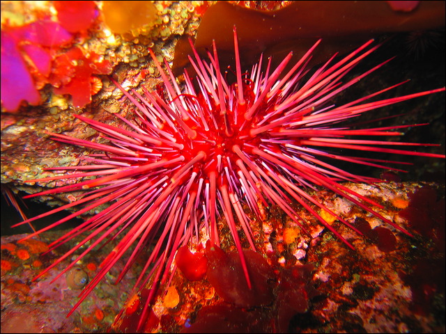 purple_sea_urchin.jpg