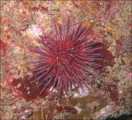 purple_sea_urchin_c.jpg