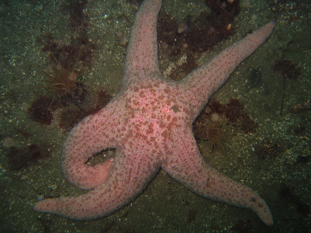 short_spined_sea_star_3.jpg