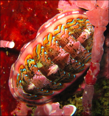 Chiton Pic