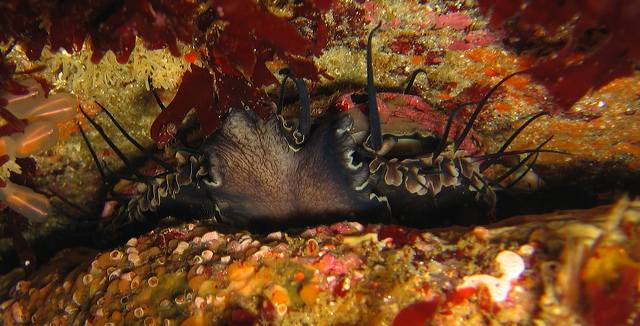 Flat Abalone