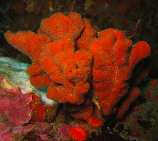 red sponge