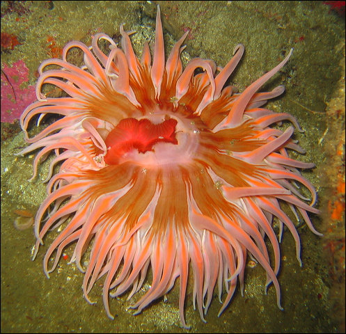 rose anemone ( شقایق رز )